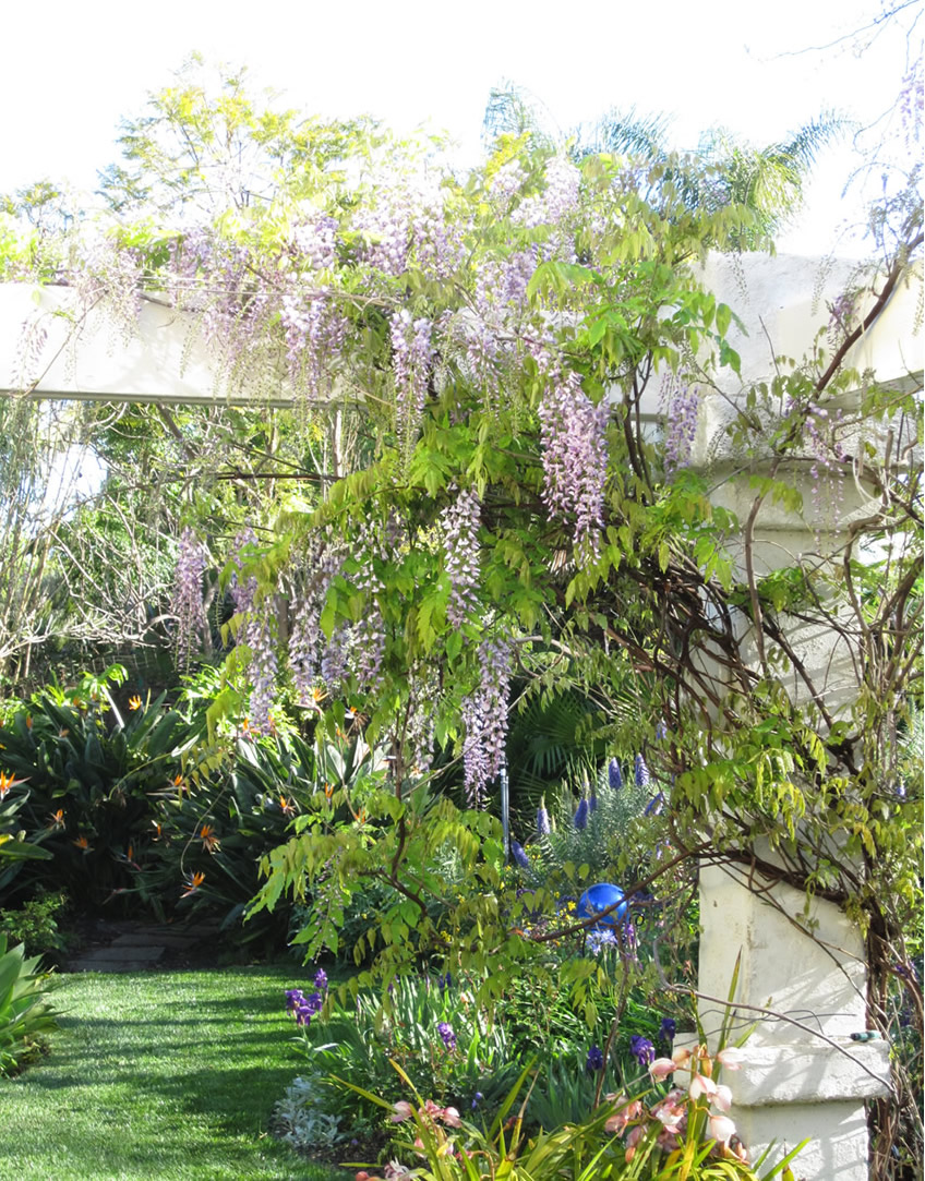 wisteria